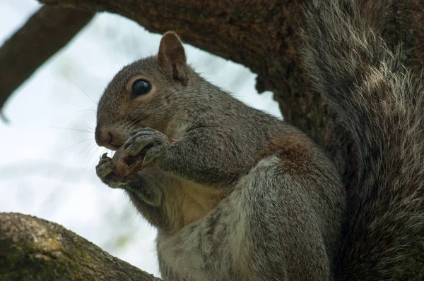 Écureuil dans le parc avec arbre — Photo