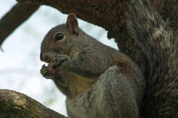 Esquilo no parque com árvore — Fotografia de Stock