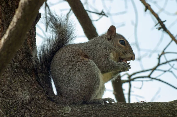 Wiewiórka w parku z drzewa — Zdjęcie stockowe