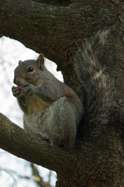 Squirrel in the park with tree Stock Photo
