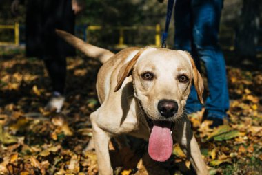 Genç labrador yaprakları sonbaharda oynuyor