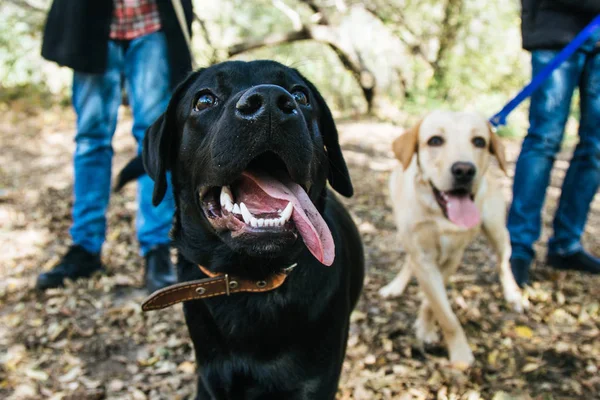 Golden dan Labrador Retriever bermain di daun — Stok Foto