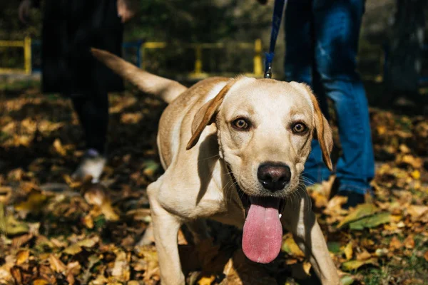 Genç labrador yaprakları sonbaharda oynuyor