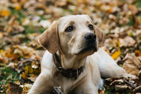 Labrador muda bermain di dedaunan di musim gugur — Stok Foto