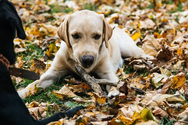 Labrador muda bermain di dedaunan di musim gugur — Stok Foto