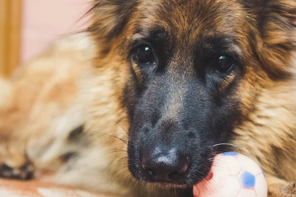 Câine ciobănesc german cu minge — Fotografie, imagine de stoc
