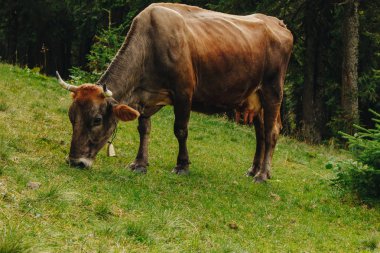 inek dağlarında çayır üzerinde otlatma