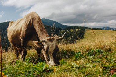 inek dağlarında çayır üzerinde otlatma