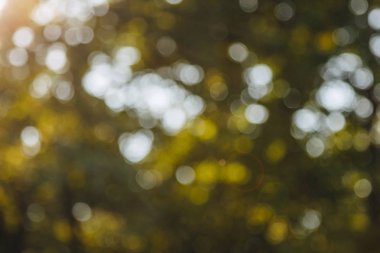 göle orman yansıma