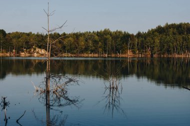 göle orman yansıma