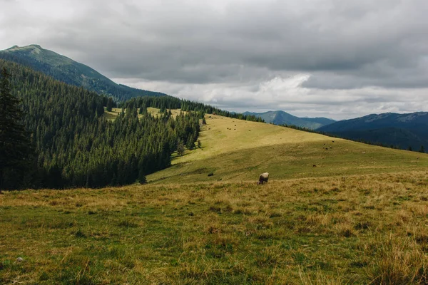 Güzel orman manzara modunda Karpatlar, Ukrayna — Stok fotoğraf