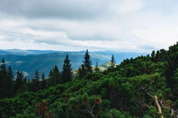 Carpathians, 우크라이나에서에서 아름 다운 숲 풍경 — 스톡 사진