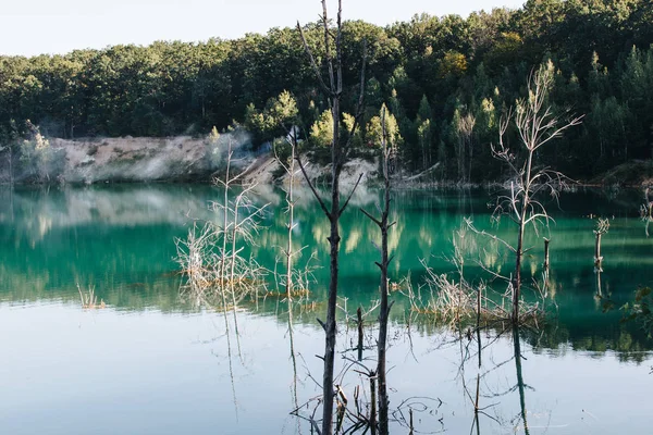 Refleksi Hutan Danau — Stok Foto