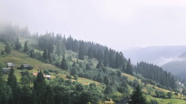 Karpatlar 'daki güzel orman manzarası