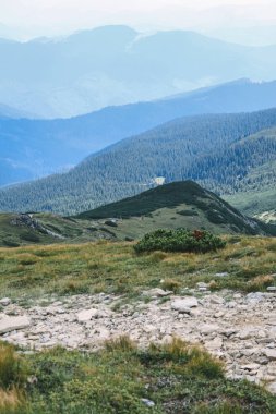 Karpatlar 'daki güzel orman manzarası