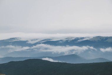 Karpatlar 'daki güzel orman manzarası