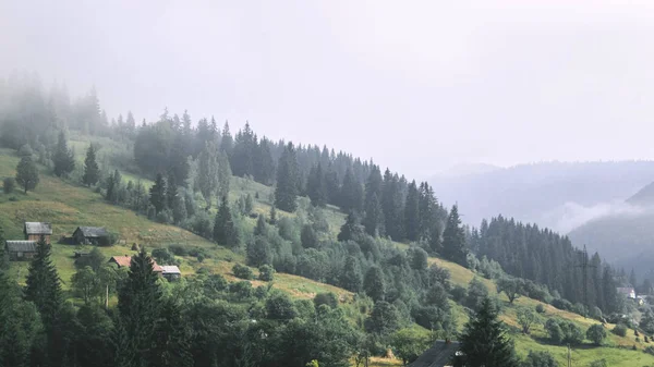 Karpatlar 'daki güzel orman manzarası