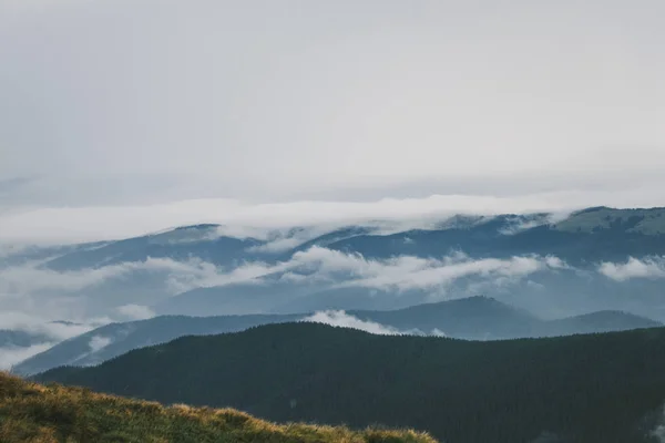 Karpatlar 'daki güzel orman manzarası — Stok fotoğraf