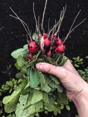 Yeni toplanmış turplarla el ele tutuşan kadın.