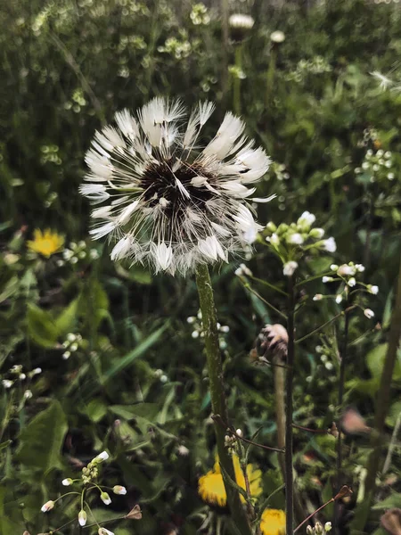 Bulanık Yeşil Arkaplanda Karahindiba Çiçeği — Stok fotoğraf