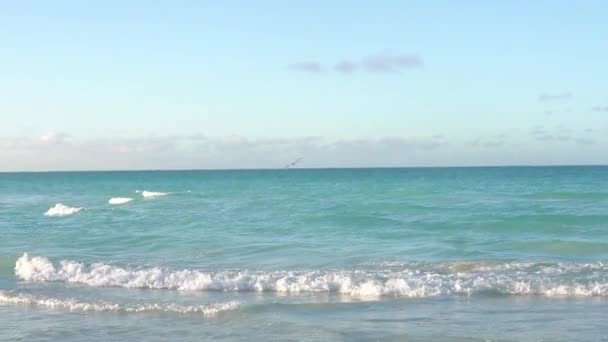 The pelican flies over the ocean — Stock Video