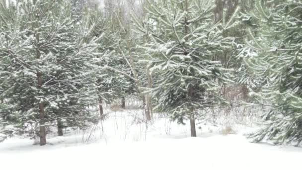 Різдвяні ялинки в снігу в лісі — стокове відео