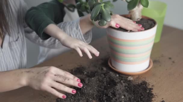 Mamá e hijo trasplantan flores caseras en una olla grande — Vídeo de stock