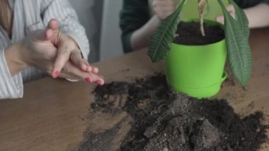 Anne ve oğul yeni saksıya çiçek naklediyorlar.