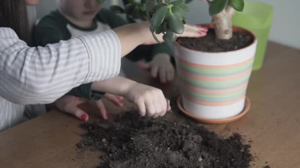 La famille transplante l'arbre de l'argent dans un grand pot — Video