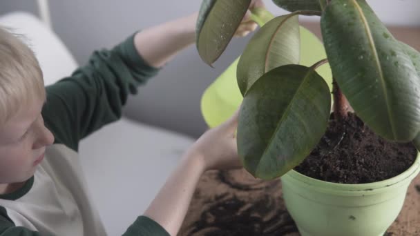 De jongen giet water uit het gieter blik ficus in de pot — Stockvideo