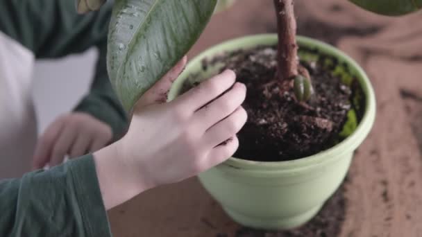 El niño pone el suelo en una olla con una flor — Vídeo de stock