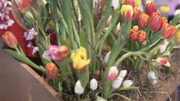 Sok tulipán van a hotel virágágyásában. — Stock videók