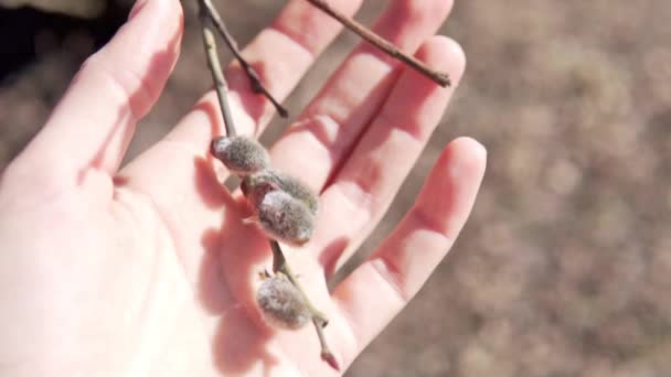 Branch with a blossomed willow in a womans hand — Stock Video