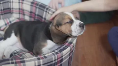 Çocuk uyuyan bir köpek yavrusunun yüzünü okşuyor.
