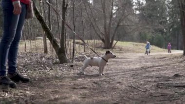 Sahibi Leash Puppy Jack Russell Terrier 'ı elinde tutuyor.