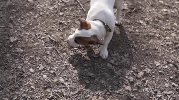 Valpen Jack Russell Terrier på en promenad i skogen — Stockvideo
