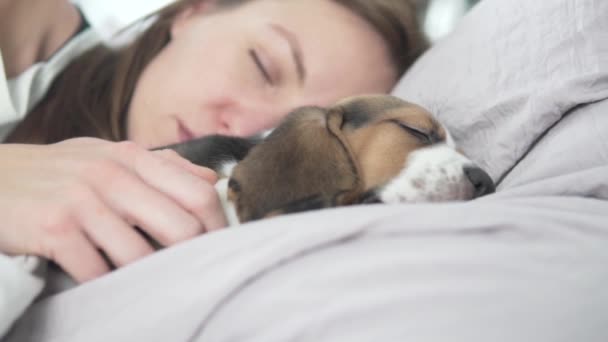 De beagle puppy slaapt in bed met de minnares, de muilkorf op het kussen — Stockvideo