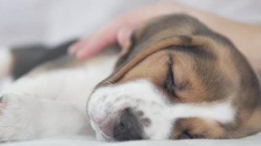 Bir adam yatakta uyuyan bir köpek yavrusunu elle okşar.