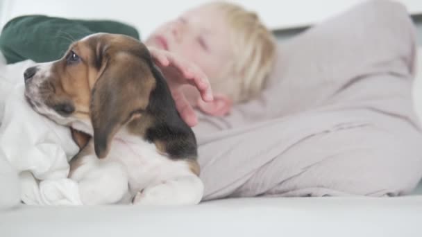 Den blonda pojken ligger i sängen med en valp beagle och smeker hunden på morgonen — Stockvideo