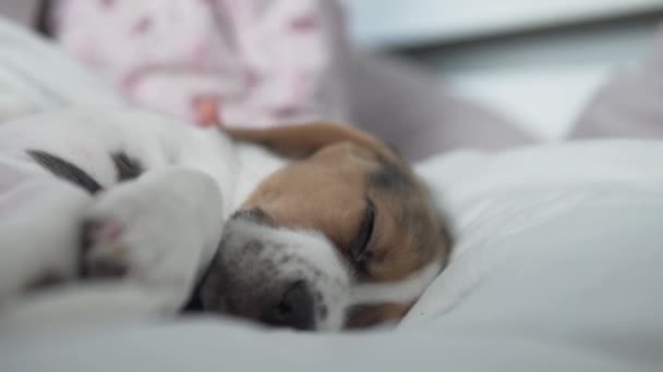 Cachorrinho beagle dorme docemente na cama com crianças — Vídeo de Stock