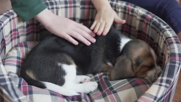 Children stroke a sleeping beagle puppy at home — Stock Video