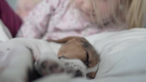 En liten flicka kysser en sovande beagle valp i sängen — Stockvideo