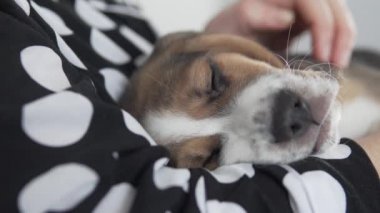Bir kadın kollarında uyuyan bir köpek yavrusunu okşar.