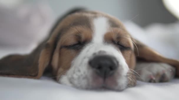 Leuke puppy beagle slaapt in het bed van de eigenaren — Stockvideo