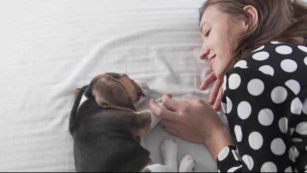 Una bella donna dorme a letto con un simpatico cucciolo beagle . — Video Stock