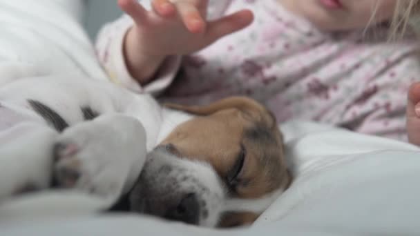Een klein meisje streelt een slapende beagle puppy in de ochtend in bed — Stockvideo