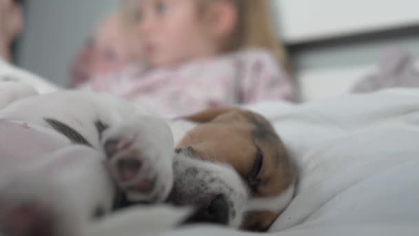 Barnen vaknade på morgonen i sängen med en söt valp beagle — Stockvideo