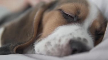 Tatlı uyuyan köpek yavrusu.