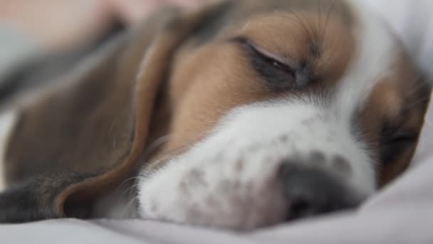 Söt sovande beagle valp — Stockvideo