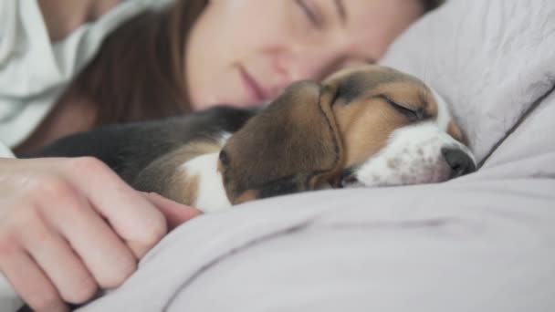 En vacker kvinna sover i sängen med en liten valp beagle. — Stockvideo